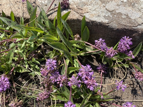 Ledebouria sandersonii