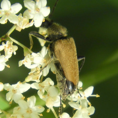 Trigonarthris