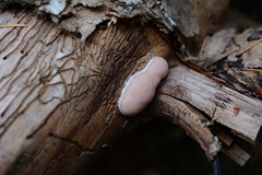 Dictydiaethalium plumbeum