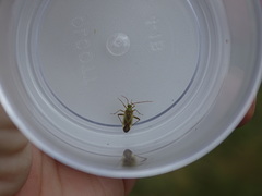 Leptopterna dolabrata