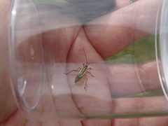 Leptopterna dolabrata