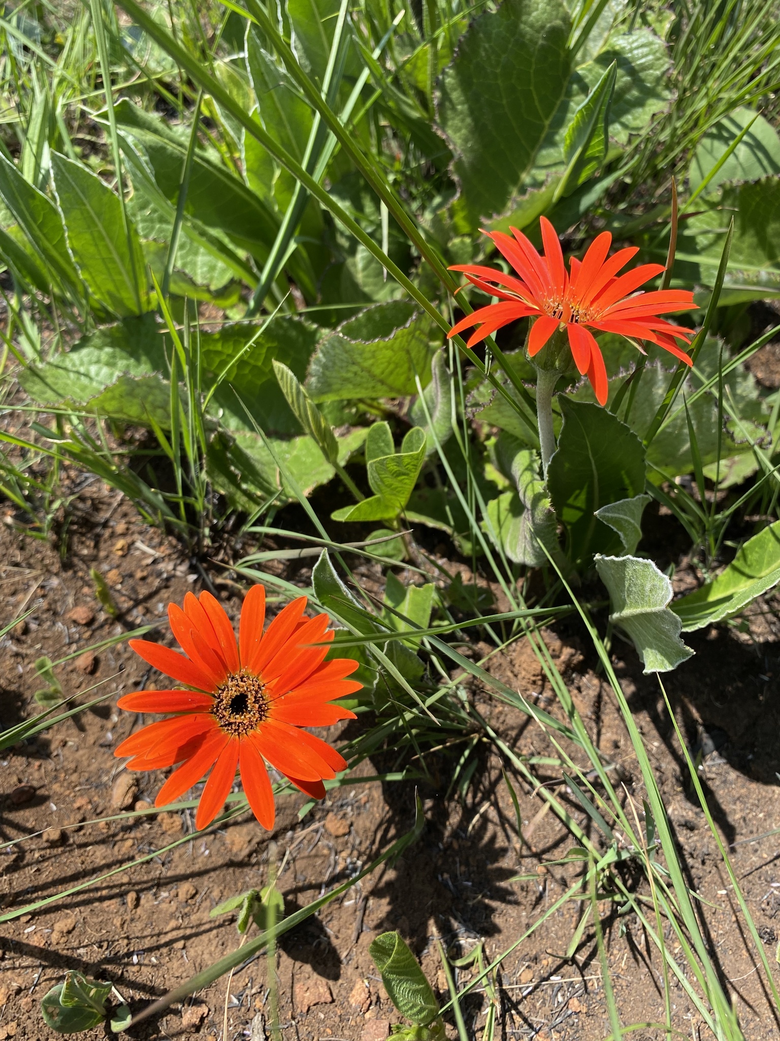 Hilton Daisy (Gerbera aurantiaca)