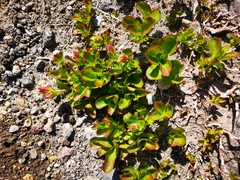 Rhododendron camtschaticum