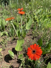 Gerbera aurantiaca, photograph (c) Sunčana Bradley, some rights reserved (CC BY)