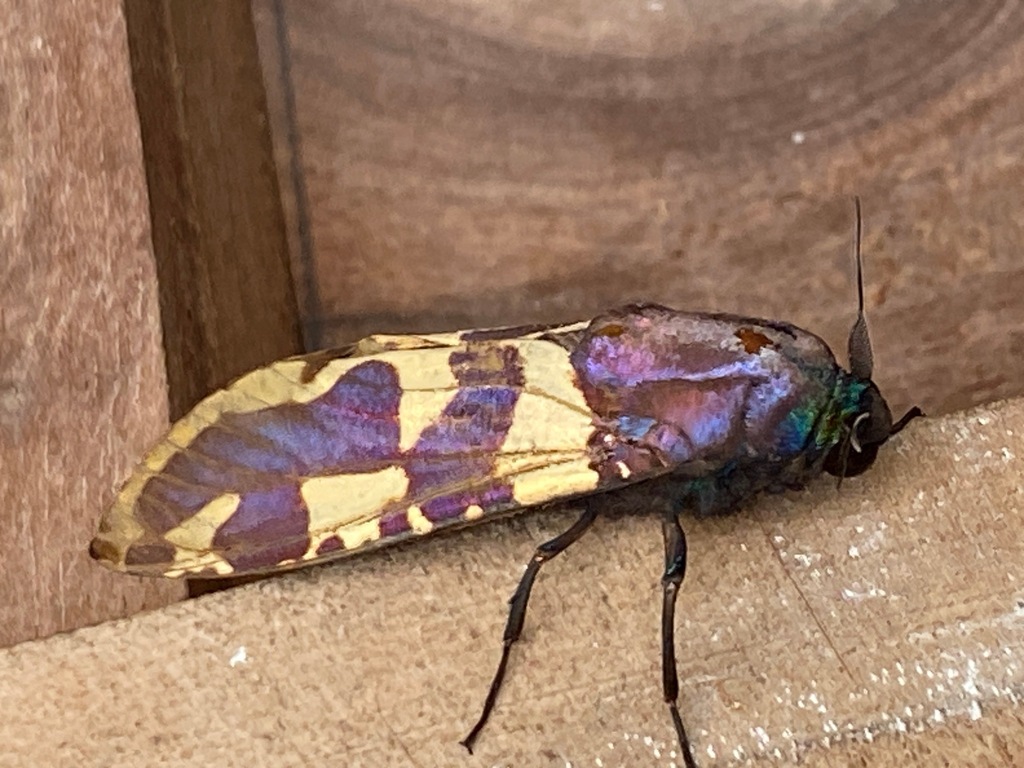 Chalcidica pallescens