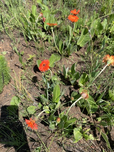 Gerbera aurantiaca, photograph 3
