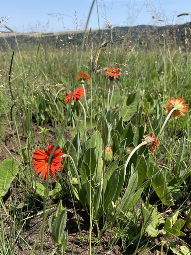 Image of Gerbera aurantiaca by (c) Sunčana Bradley, some rights reserved (CC BY)