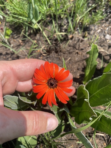 Gerbera aurantiaca, photograph 5