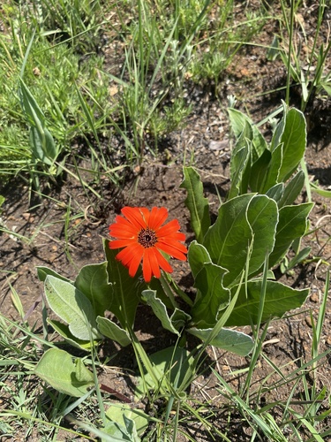 Gerbera aurantiaca, photograph 6