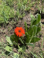 Gerbera aurantiaca, photograph (c) Sunčana Bradley, some rights reserved (CC BY)