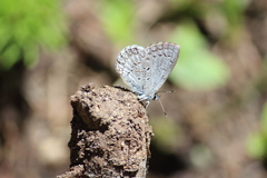 Celastrina echo sidara