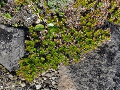 Rhododendron camtschaticum