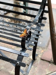 Polygonia interrogationis