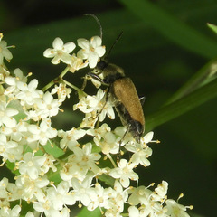 Trigonarthris