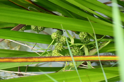 Sparganium erectum iNat (2)
