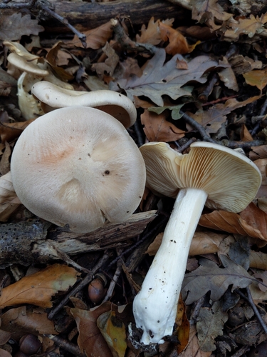 Entoloma sinuatum — no rights reserved