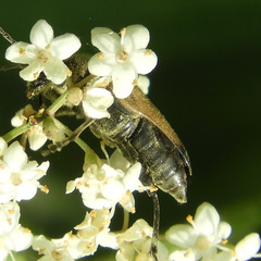 Trigonarthris