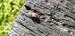 Dysdercus