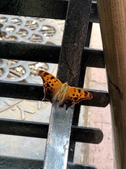 Polygonia interrogationis
