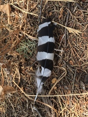 Upupa epops