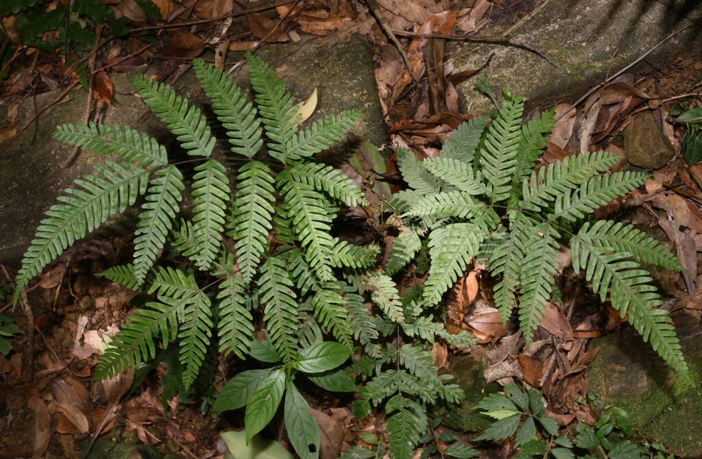 Pteris pseudowulaiensis (Pteris pseudowulaiensis)