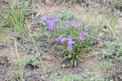 Penstemon gormanii