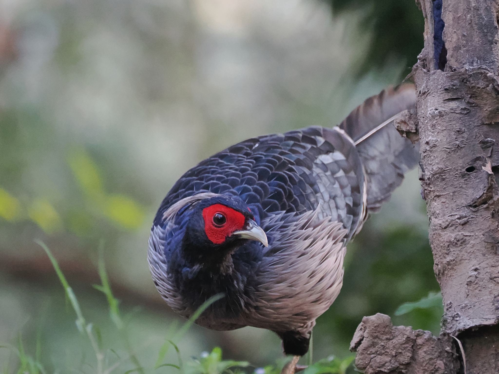 Kalij Pheasant