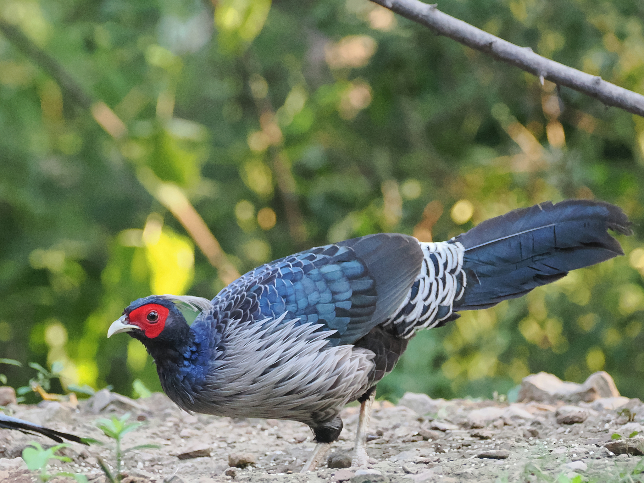 Kalij Pheasant