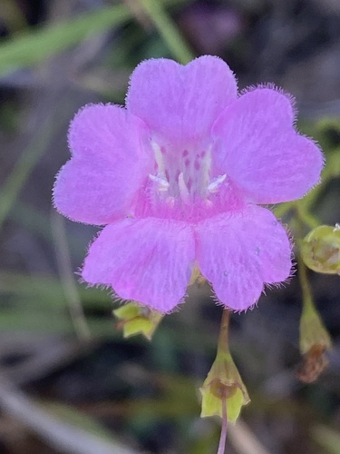Sandplain false foxglove (Agalinis decemloba)