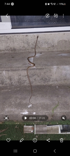 Brown Tree Snake sighting