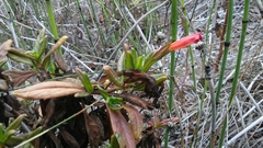 Diplacus parviflorus