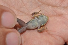 Pristimantis penelopus