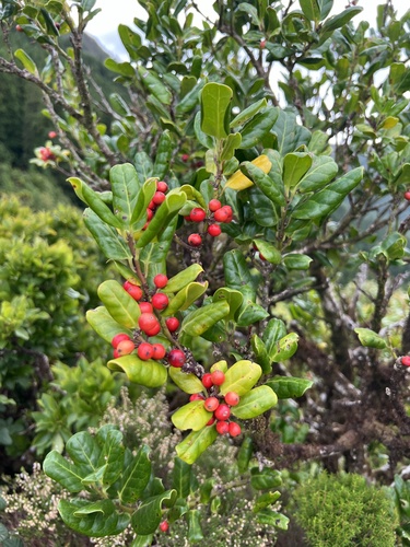 Ilex perado Sol. ex Aiton