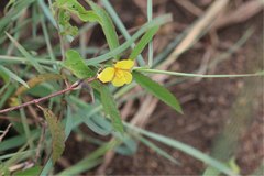 Pseudocorchorus greveanus