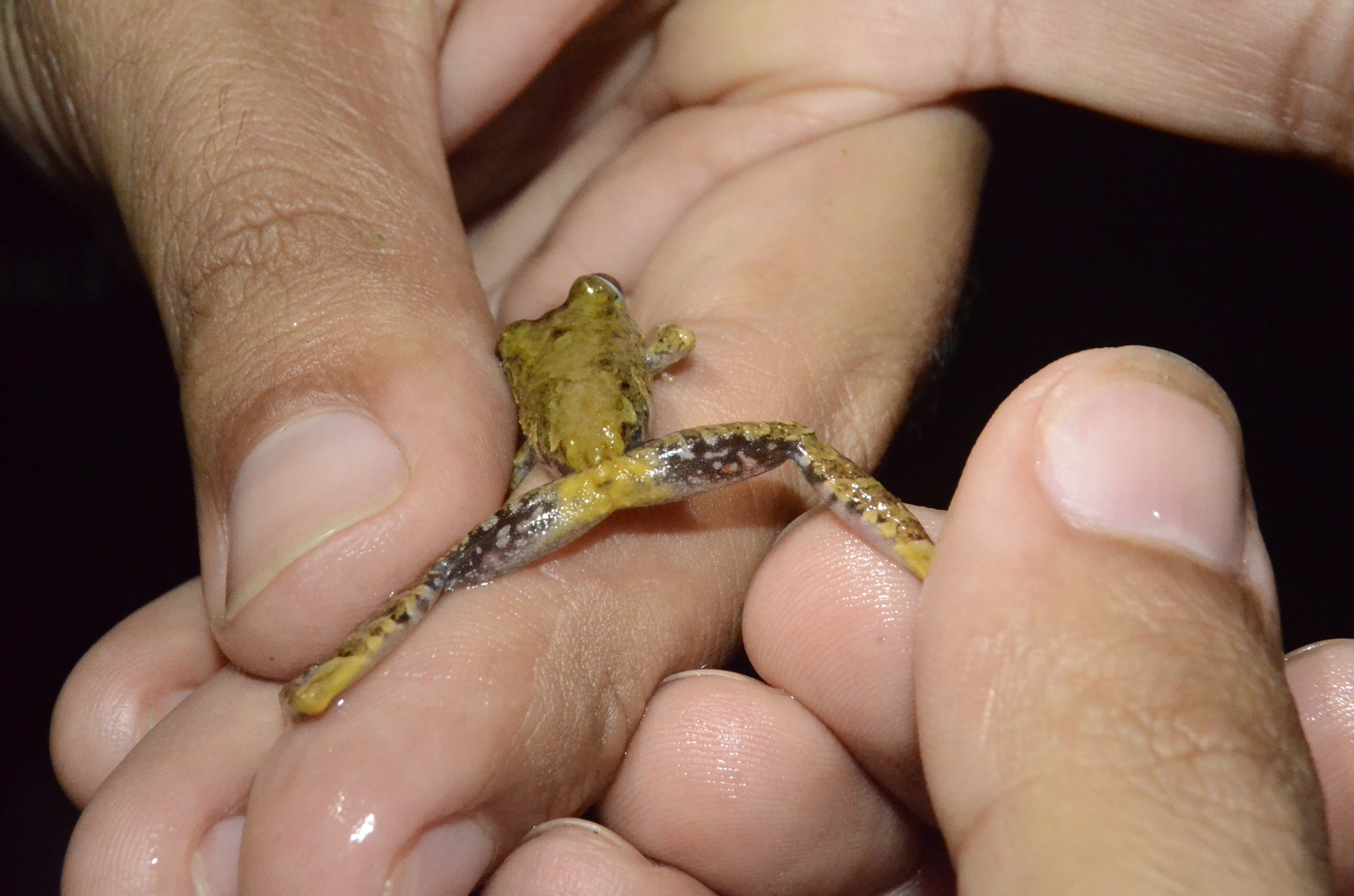 Pristimantis penelopus (Lynch & RuedaAlmonacid, 1999)