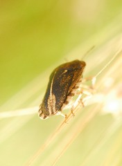 Eurygaster austriaca