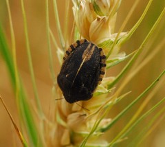 Eurygaster austriaca