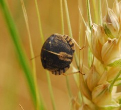 Eurygaster austriaca