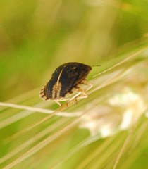 Eurygaster austriaca