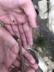 Thamnophis cyrtopsis cyrtopsis