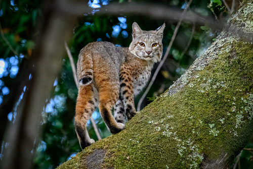 Western Bobcat photographed in California