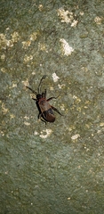 Dysdercus