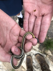 Thamnophis cyrtopsis cyrtopsis