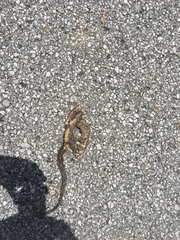 Thamnophis sirtalis