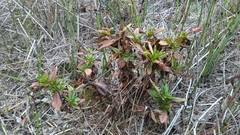 Diplacus parviflorus