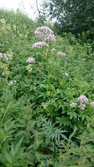 Valeriana officinalis sambucifolia