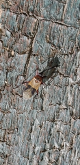Dysdercus