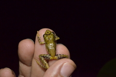 Pristimantis penelopus