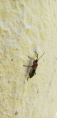 Dysdercus