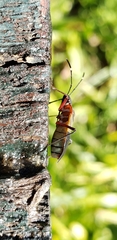 Dysdercus